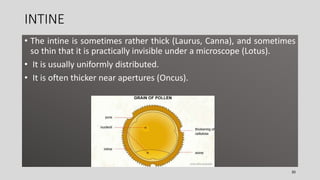 INTINE
• The intine is sometimes rather thick (Laurus, Canna), and sometimes
so thin that it is practically invisible under a microscope (Lotus).
• It is usually uniformly distributed.
• It is often thicker near apertures (Oncus).
30
 