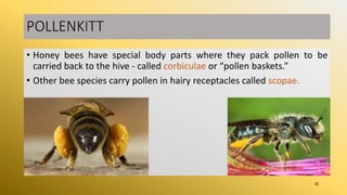 • Honey bees have special body parts where they pack pollen to be
carried back to the hive - called corbiculae or “pollen baskets.”
• Other bee species carry pollen in hairy receptacles called scopae.
32
 