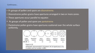 Continuous…
• P5 groups of pollen and spore are dizonotreme.
• Dizonotreme pollen grains have apertures arranged in two or more zones.
• These apertures occur parallel to equator.
• P6 groups of pollen and spore are pantotreme
• Pantotreme pollen grains have apertures scattered over the whole surface
uniformly.
40
 