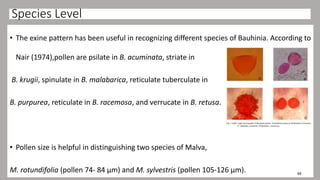 Species Level
• The exine pattern has been useful in recognizing different species of Bauhinia. According to
Nair (1974),pollen are psilate in B. acuminata, striate in
B. krugii, spinulate in B. malabarica, reticulate tuberculate in
B. purpurea, reticulate in B. racemosa, and verrucate in B. retusa.
• Pollen size is helpful in distinguishing two species of Malva,
M. rotundifolia (pollen 74- 84 µm) and M. sylvestris (pollen 105-126 µm). 49
 