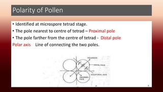 Polarity of Pollen
• Identified at microspore tetrad stage.
• The pole nearest to centre of tetrad – Proximal pole
• The pole farther from the centre of tetrad - Distal pole
Polar axis - Line of connecting the two poles.
6
 