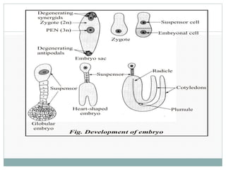 Suspensor
Radicle
Cotyledons
PlumuleHeart-shaped
embryo
Globular
embryo
Suspensor
Degenerating
synergids
Zygote (2n)
PEN (3n)
Degenerating
antipodals
Embryo sac
Zygote
Suspensor cell
Embryonal cell
Fig. Development of embryo
 