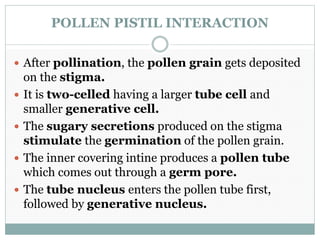 POLLEN PISTIL INTERACTION
 After pollination, the pollen grain gets deposited
on the stigma.
 It is two-celled having a larger tube cell and
smaller generative cell.
 The sugary secretions produced on the stigma
stimulate the germination of the pollen grain.
 The inner covering intine produces a pollen tube
which comes out through a germ pore.
 The tube nucleus enters the pollen tube first,
followed by generative nucleus.
 