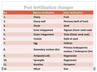 Post fertilization changes
No. Before fertilization After fertilization
1. Ovary Fruit
2. Ovary wall Pericarp (wall of fruit)
3. Ovule Seed
4. Inner integument Tegmen (Inner seed coat)
5. Outer integument Testa (Outer seed coat)
6. Funicle Stalk of seed
7. Egg Embryo
8. Secondary nucleus (2n)
Primary Endospermic
nucleus / Endosperm (3n)
9. Antipodal cells Degenerate
10. Synergids Degenerate
11. Nucellus Perisperm
12. Hilum Scar
 