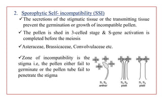 2. Sporophytic Self- incompatibility (SSI)
The secretions of the stigmatic tissue or the transmitting tissue
prevent the germination or growth of incompatible pollen.
 The pollen is shed in 3-celled stage & S-gene activation is
completed before the meiosis
Asteraceae, Brassicaceae, Convolvulaceae etc.
Zone of incompatibility is the
stigma i.e, the pollen either fail to
germinate or the pollen tube fail to
penetrate the stigma
 