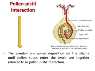 Pollen-pistil
Interaction
• The events–from pollen deposition on the stigma
until pollen tubes enter the ovule are together
referred to as pollen-pistil interaction…
 