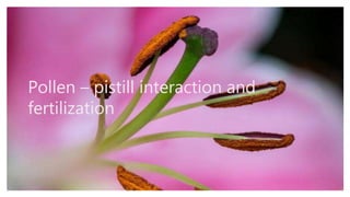 Pollen – pistill interaction and
fertilization
 