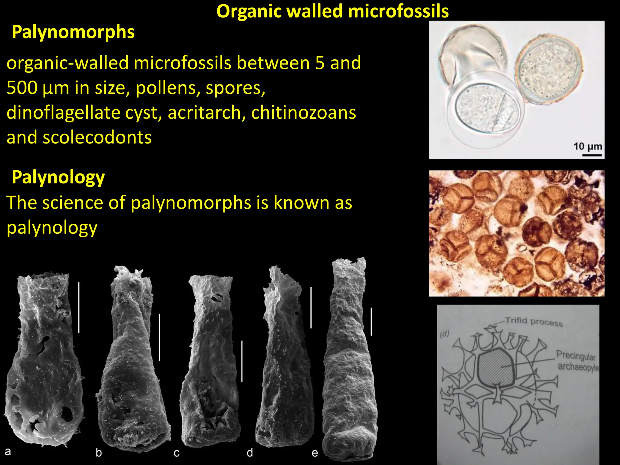 Palynology
The science of palynomorphs is known as
palynology
Palynomorphs
organic-walled microfossils between 5 and
500 µm in size, pollens, spores,
dinoflagellate cyst, acritarch, chitinozoans
and scolecodonts
Organic walled microfossils
 