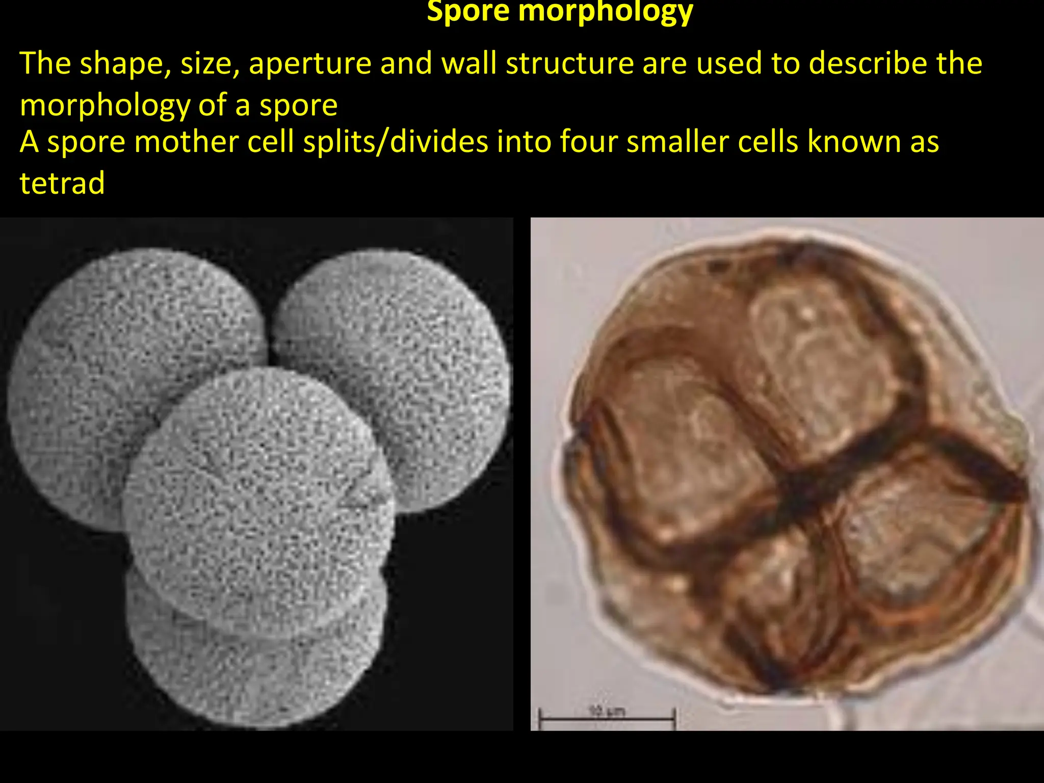 Spore morphology
The shape, size, aperture and wall structure are used to describe the
morphology of a spore
A spore mother cell splits/divides into four smaller cells known as
tetrad
 