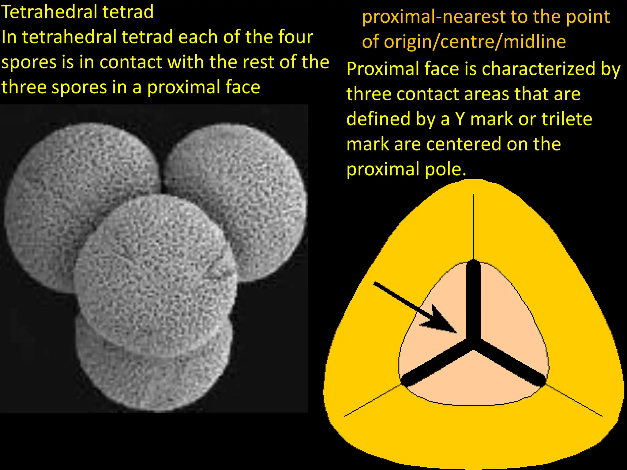 Tetrahedral tetrad
In tetrahedral tetrad each of the four
spores is in contact with the rest of the
three spores in a proximal face
proximal-nearest to the point
of origin/centre/midline
Proximal face is characterized by
three contact areas that are
defined by a Y mark or trilete
mark are centered on the
proximal pole.
 