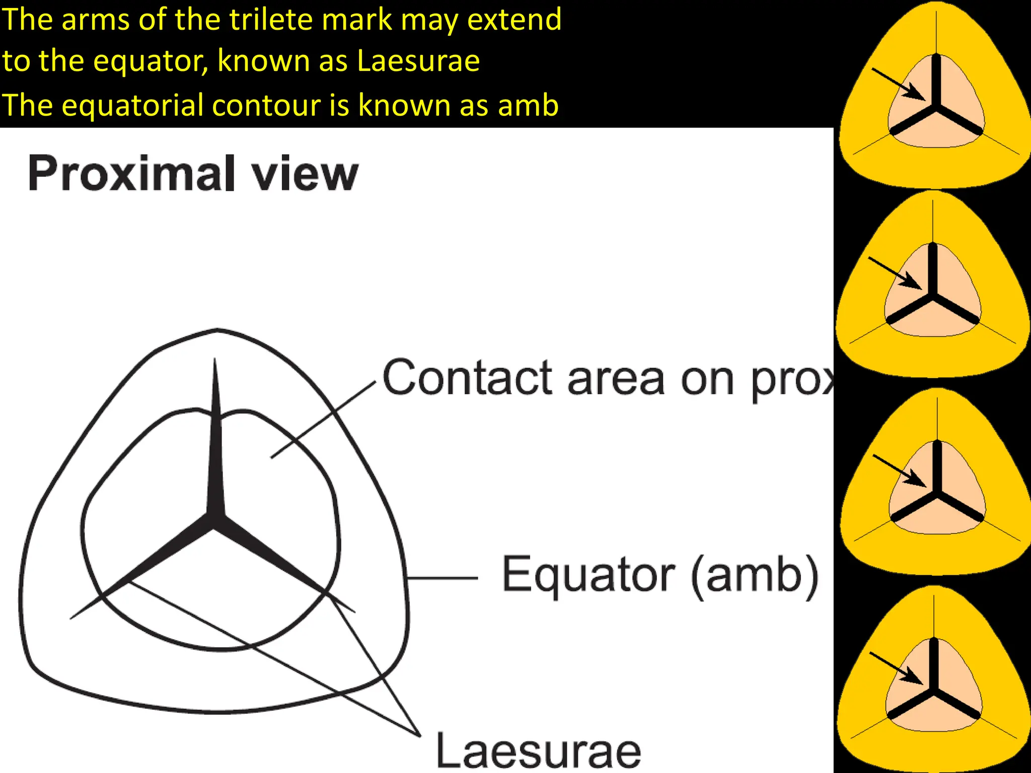 The arms of the trilete mark may extend
to the equator, known as Laesurae
The equatorial contour is known as amb
 