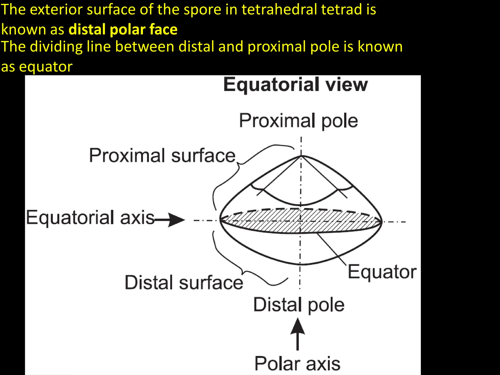 The exterior surface of the spore in tetrahedral tetrad is
known as distal polar face
The dividing line between distal and proximal pole is known
as equator
 