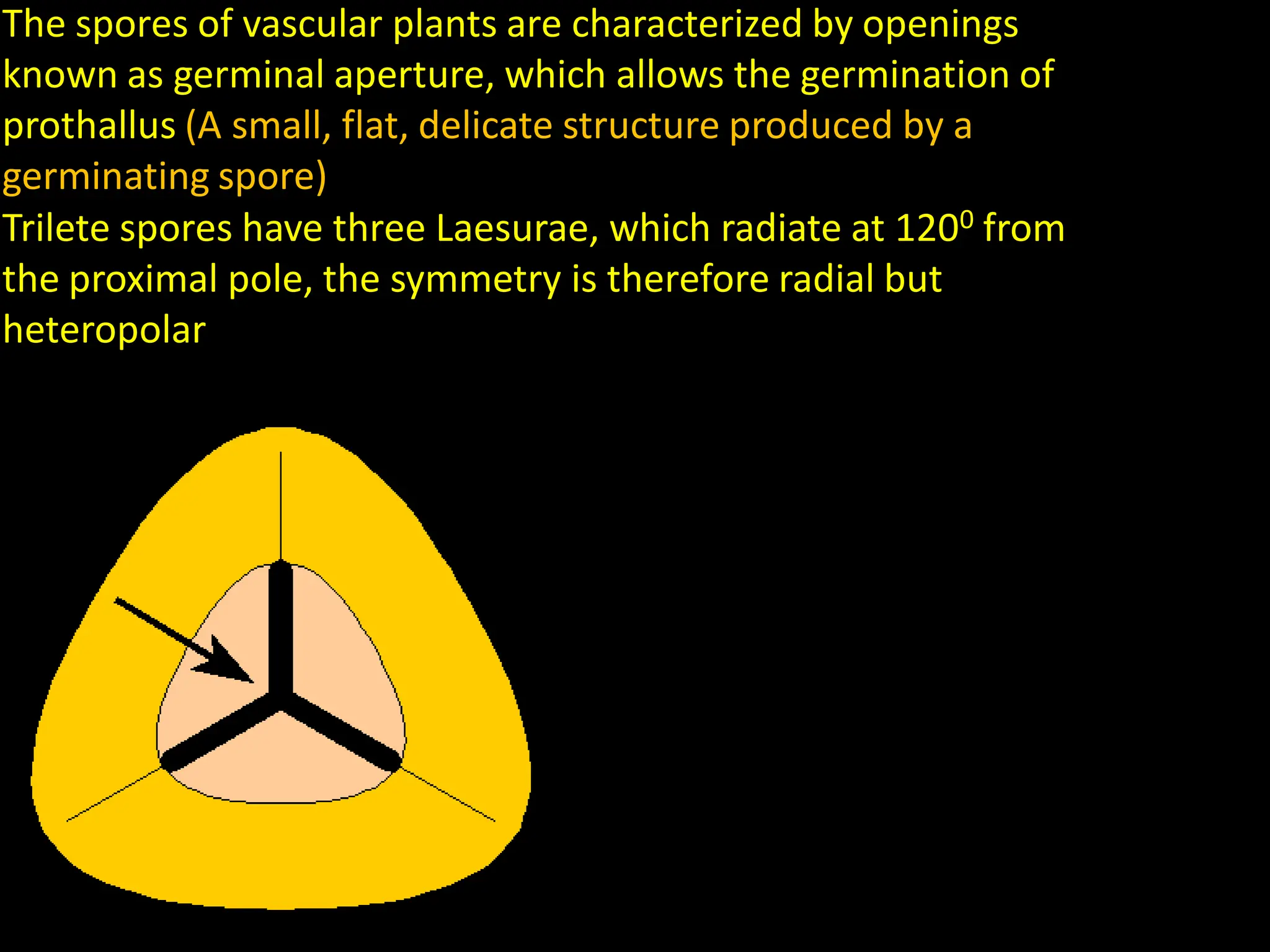 The spores of vascular plants are characterized by openings
known as germinal aperture, which allows the germination of
prothallus (A small, flat, delicate structure produced by a
germinating spore)
Trilete spores have three Laesurae, which radiate at 1200 from
the proximal pole, the symmetry is therefore radial but
heteropolar
 