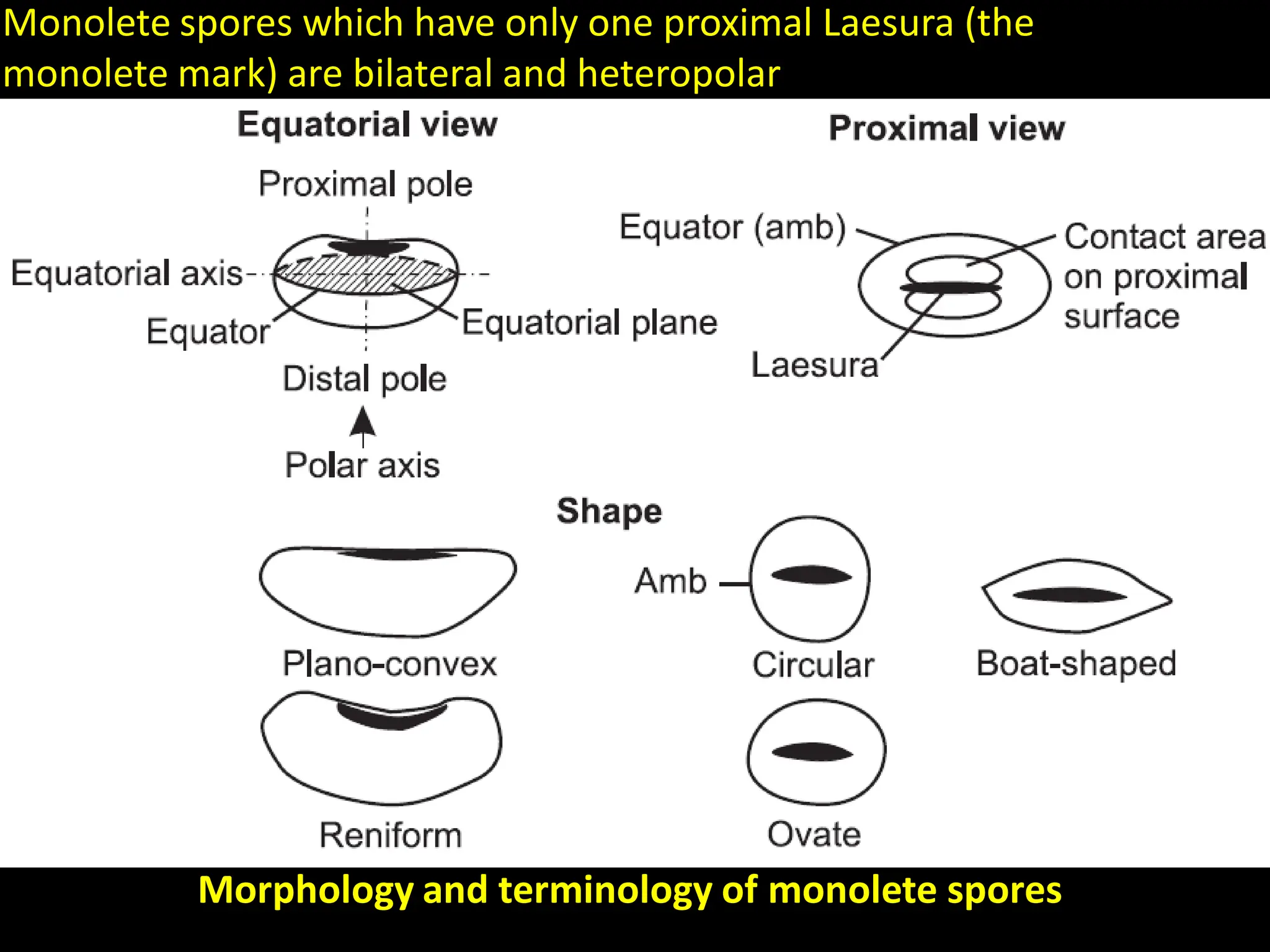 Monolete spores which have only one proximal Laesura (the
monolete mark) are bilateral and heteropolar
Morphology and terminology of monolete spores
 