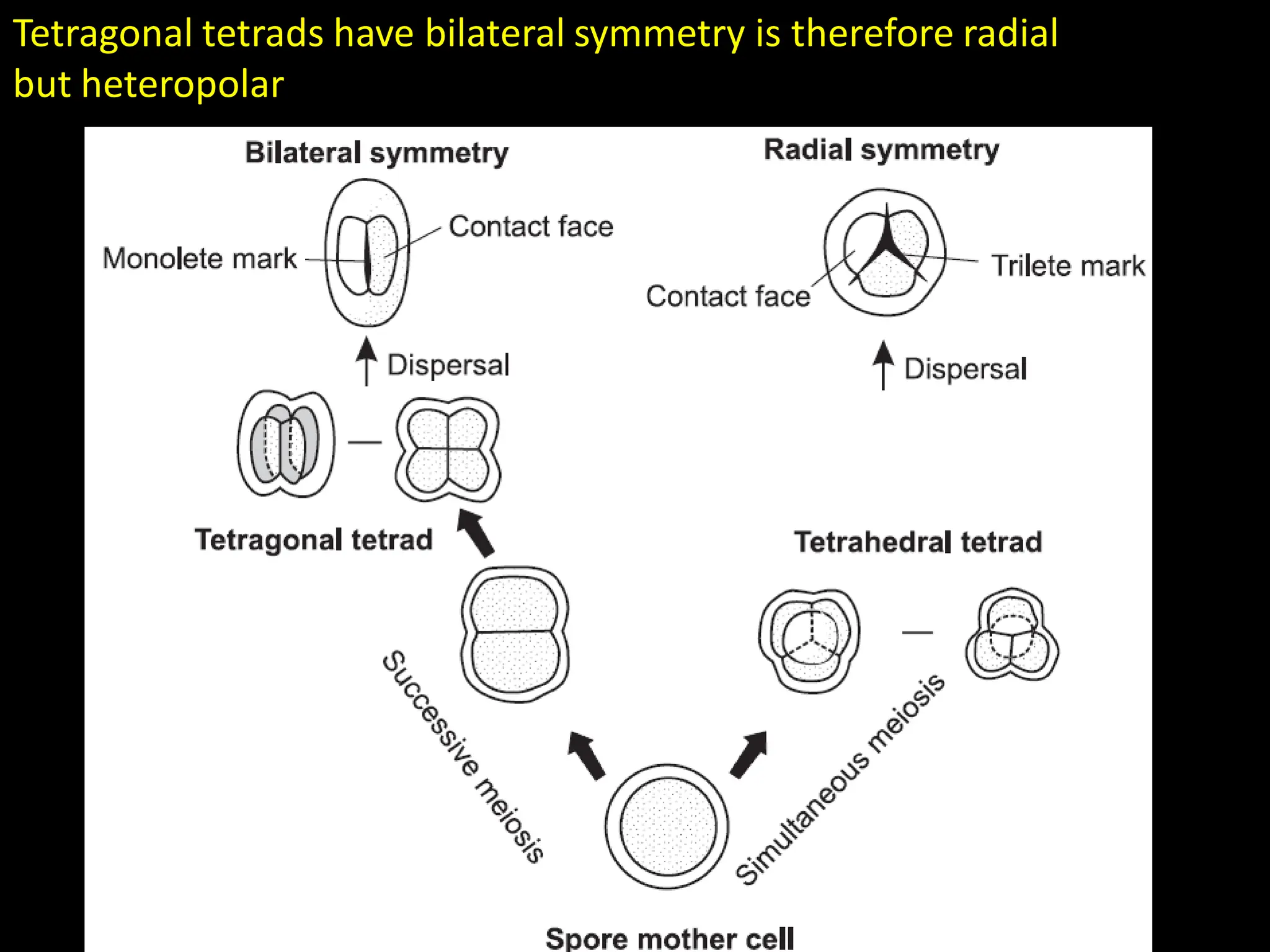 Tetragonal tetrads have bilateral symmetry is therefore radial
but heteropolar
 