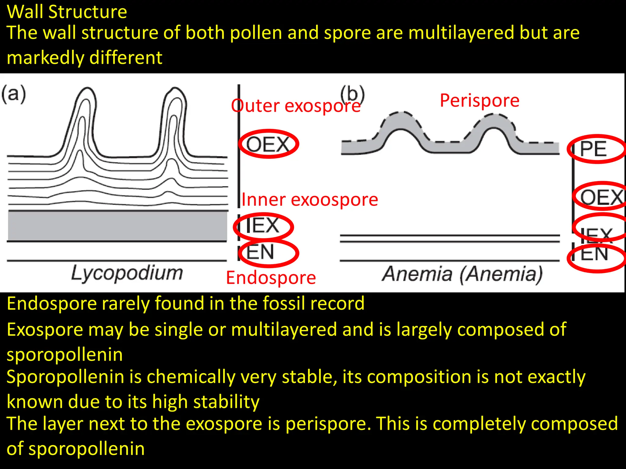 Wall Structure
The wall structure of both pollen and spore are multilayered but are
markedly different
Endospore
Inner exoospore
Outer exospore Perispore
Endospore rarely found in the fossil record
Exospore may be single or multilayered and is largely composed of
sporopollenin
Sporopollenin is chemically very stable, its composition is not exactly
known due to its high stability
The layer next to the exospore is perispore. This is completely composed
of sporopollenin
 