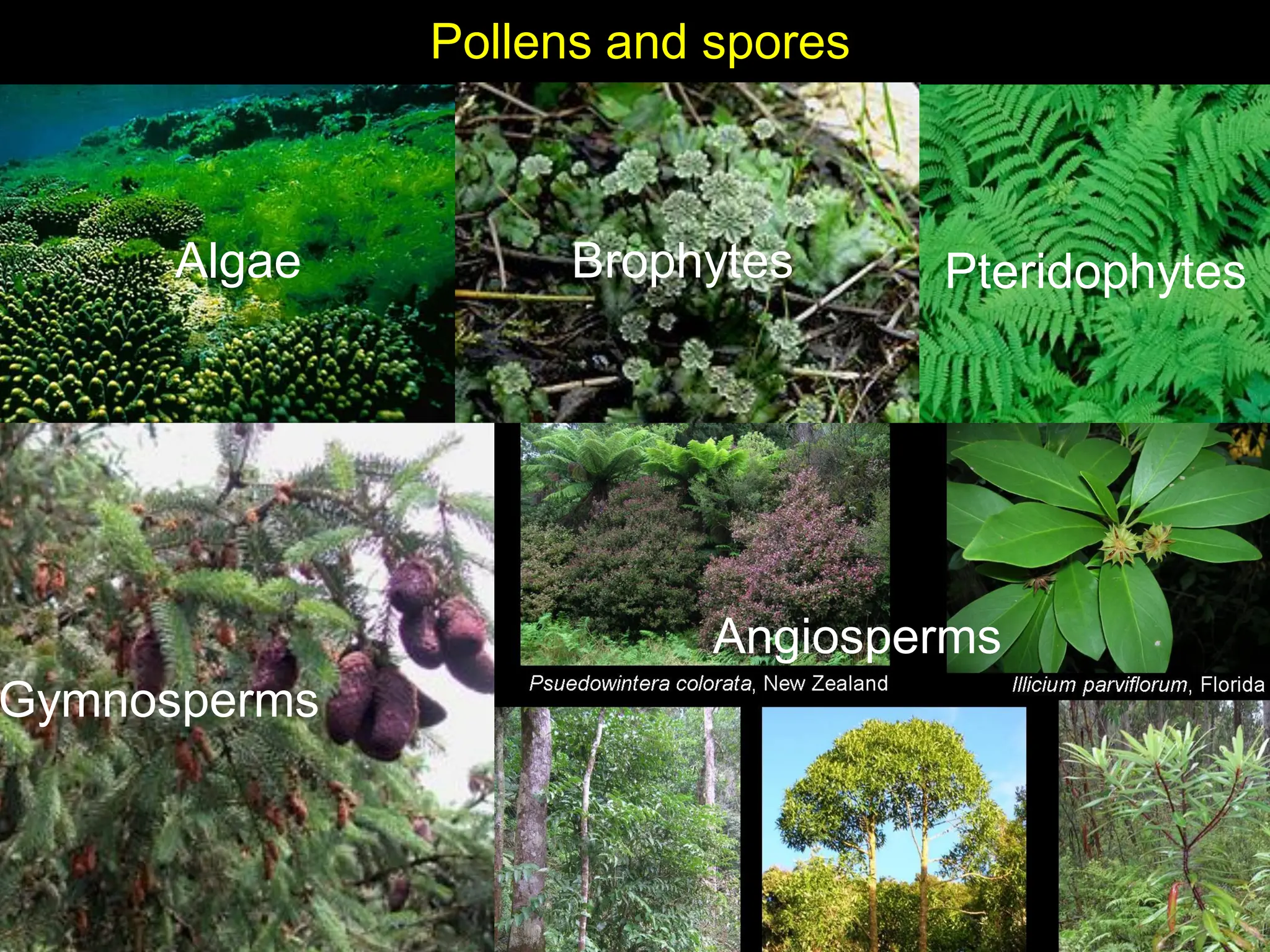 Pollens and spores
Algae Brophytes Pteridophytes
Gymnosperms
Angiosperms
 