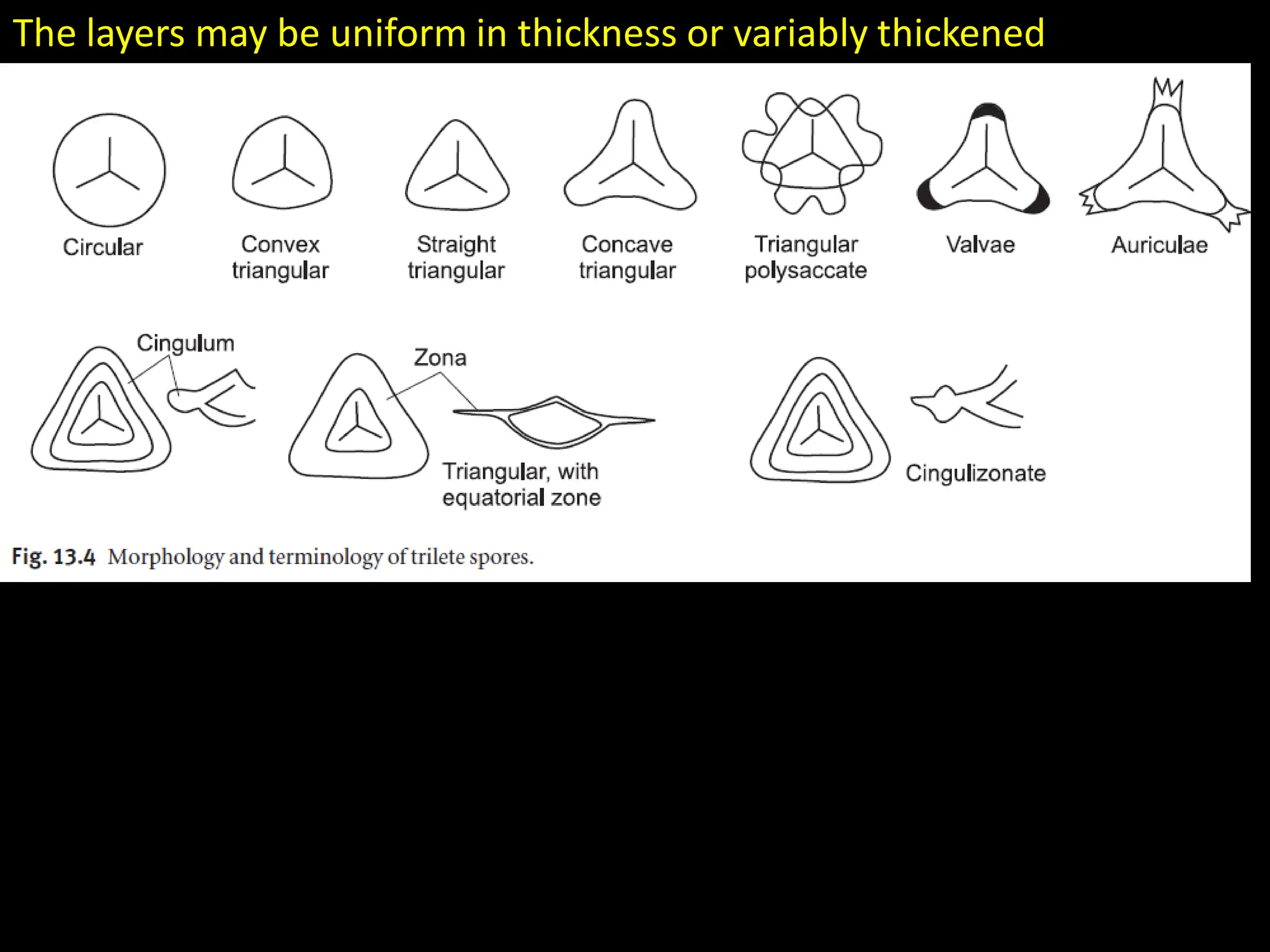 The layers may be uniform in thickness or variably thickened
 