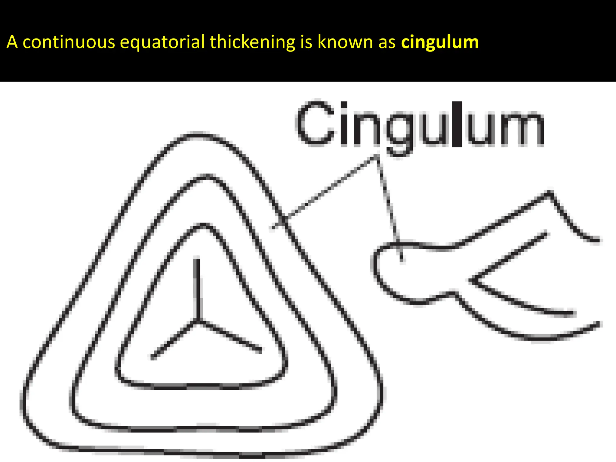 A continuous equatorial thickening is known as cingulum
 