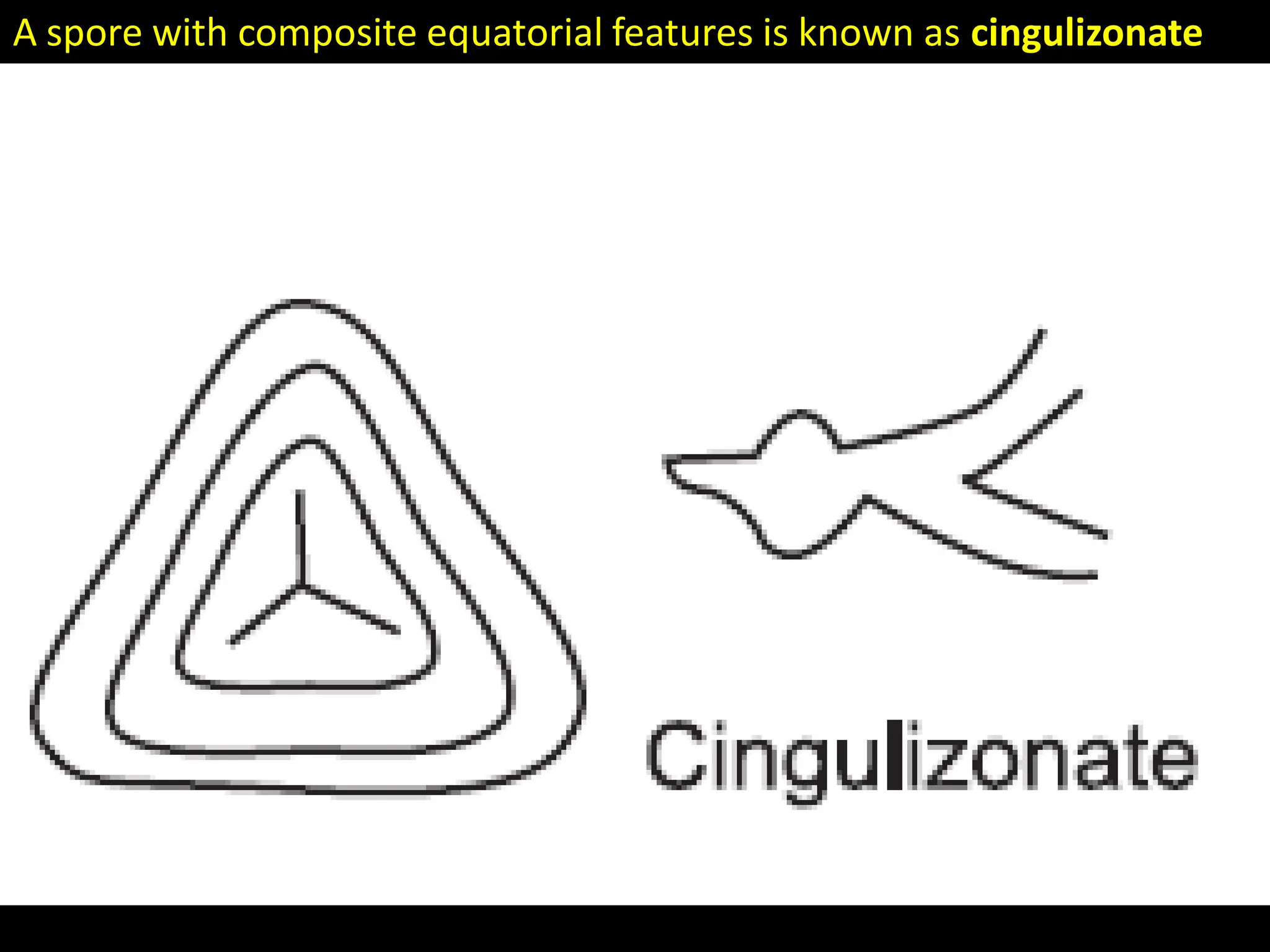 A spore with composite equatorial features is known as cingulizonate
 