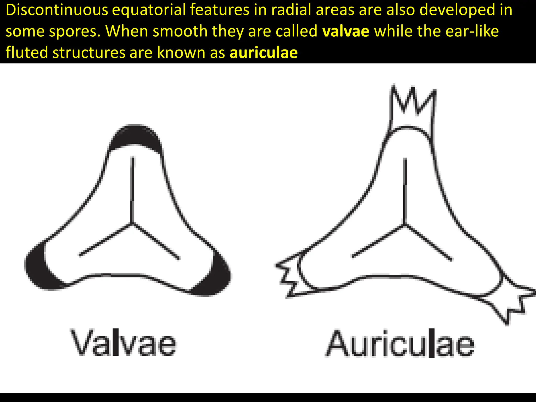 Discontinuous equatorial features in radial areas are also developed in
some spores. When smooth they are called valvae while the ear-like
fluted structures are known as auriculae
 