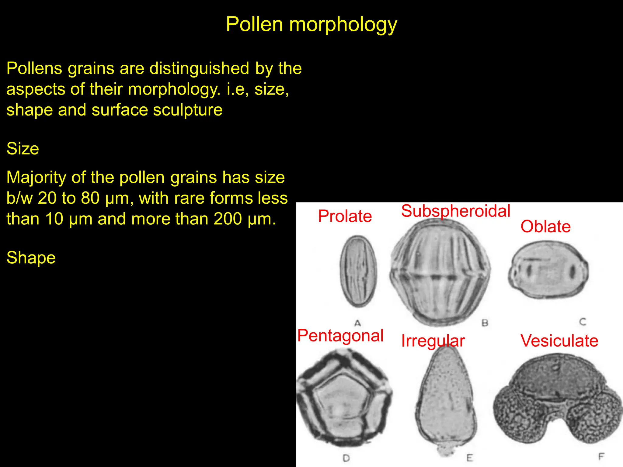 Pollen morphology
Pollens grains are distinguished by the
aspects of their morphology. i.e, size,
shape and surface sculpture
Size
Majority of the pollen grains has size
b/w 20 to 80 µm, with rare forms less
than 10 µm and more than 200 µm.
Shape
Prolate Subspheroidal
Oblate
Pentagonal Irregular Vesiculate
 