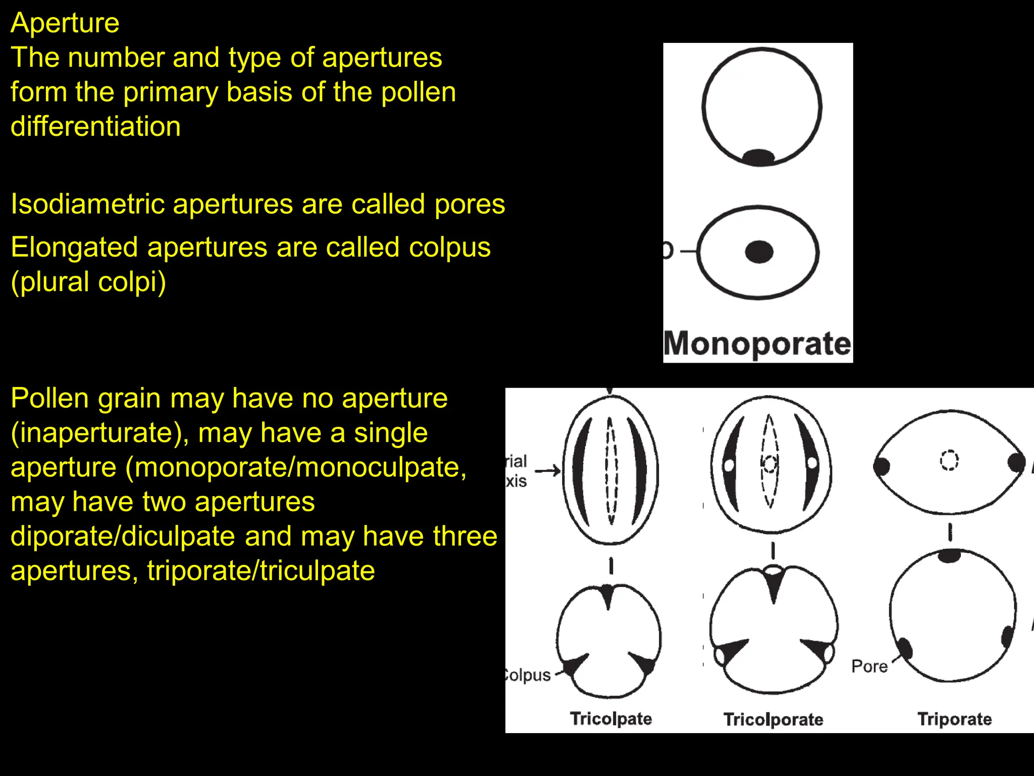 Aperture
The number and type of apertures
form the primary basis of the pollen
differentiation
Isodiametric apertures are called pores
Elongated apertures are called colpus
(plural colpi)
Pollen grain may have no aperture
(inaperturate), may have a single
aperture (monoporate/monoculpate,
may have two apertures
diporate/diculpate and may have three
apertures, triporate/triculpate
 