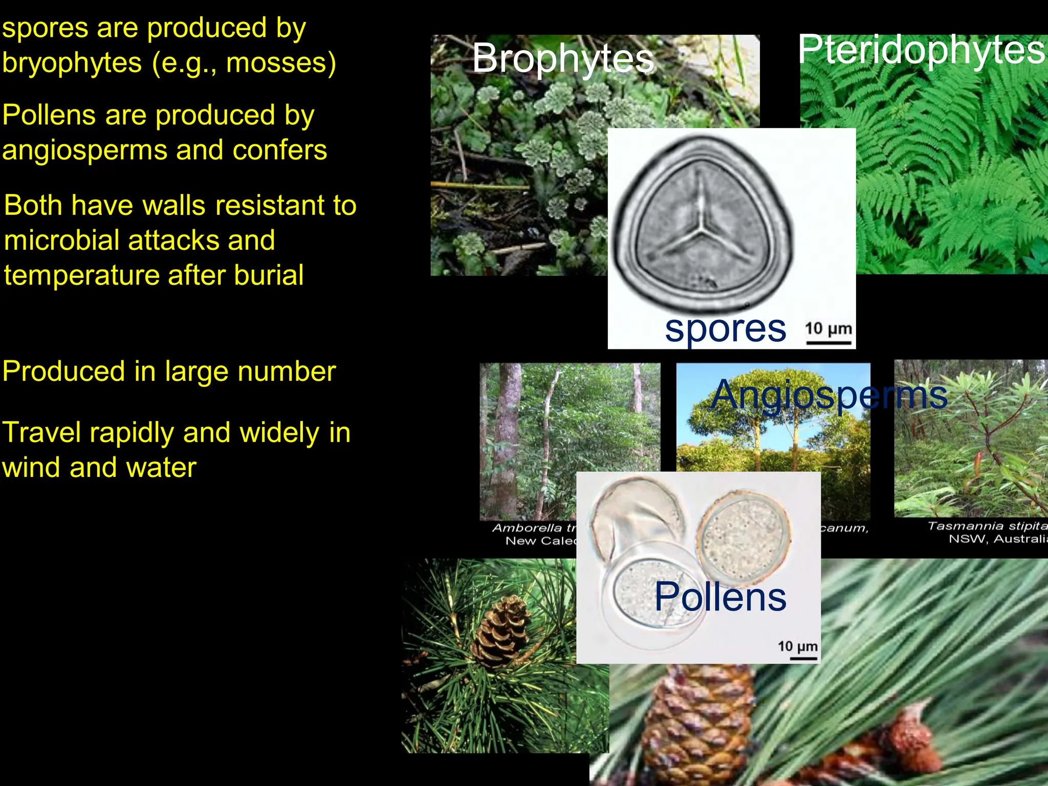 Angiosperms
spores
Pollens
Both have walls resistant to
microbial attacks and
temperature after burial
spores are produced by
bryophytes (e.g., mosses)
Pollens are produced by
angiosperms and confers
Produced in large number
Travel rapidly and widely in
wind and water
Brophytes Pteridophytes
 