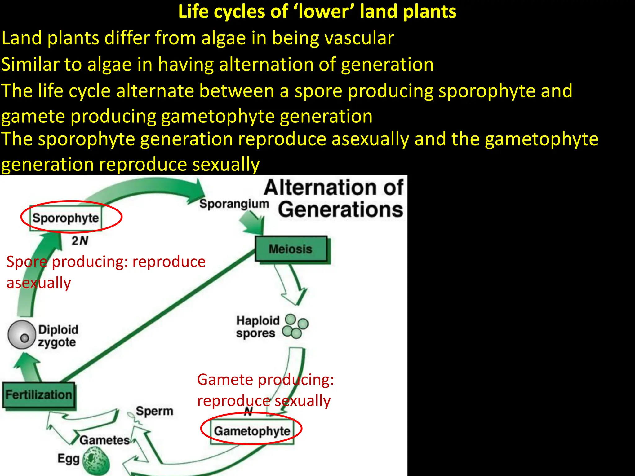 Life cycles of ‘lower’ land plants
Land plants differ from algae in being vascular
The life cycle alternate between a spore producing sporophyte and
gamete producing gametophyte generation
Spore producing: reproduce
asexually
Gamete producing:
reproduce sexually
Similar to algae in having alternation of generation
The sporophyte generation reproduce asexually and the gametophyte
generation reproduce sexually
 
