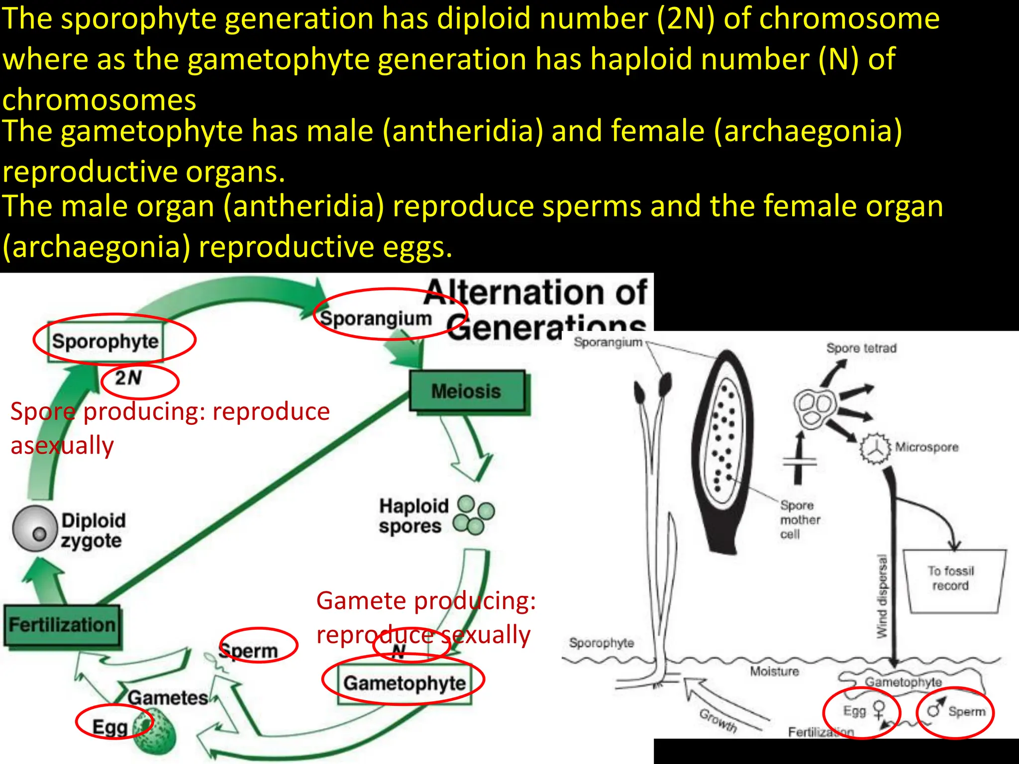 Spore producing: reproduce
asexually
Gamete producing:
reproduce sexually
The sporophyte generation has diploid number (2N) of chromosome
where as the gametophyte generation has haploid number (N) of
chromosomes
The gametophyte has male (antheridia) and female (archaegonia)
reproductive organs.
The male organ (antheridia) reproduce sperms and the female organ
(archaegonia) reproductive eggs.
 