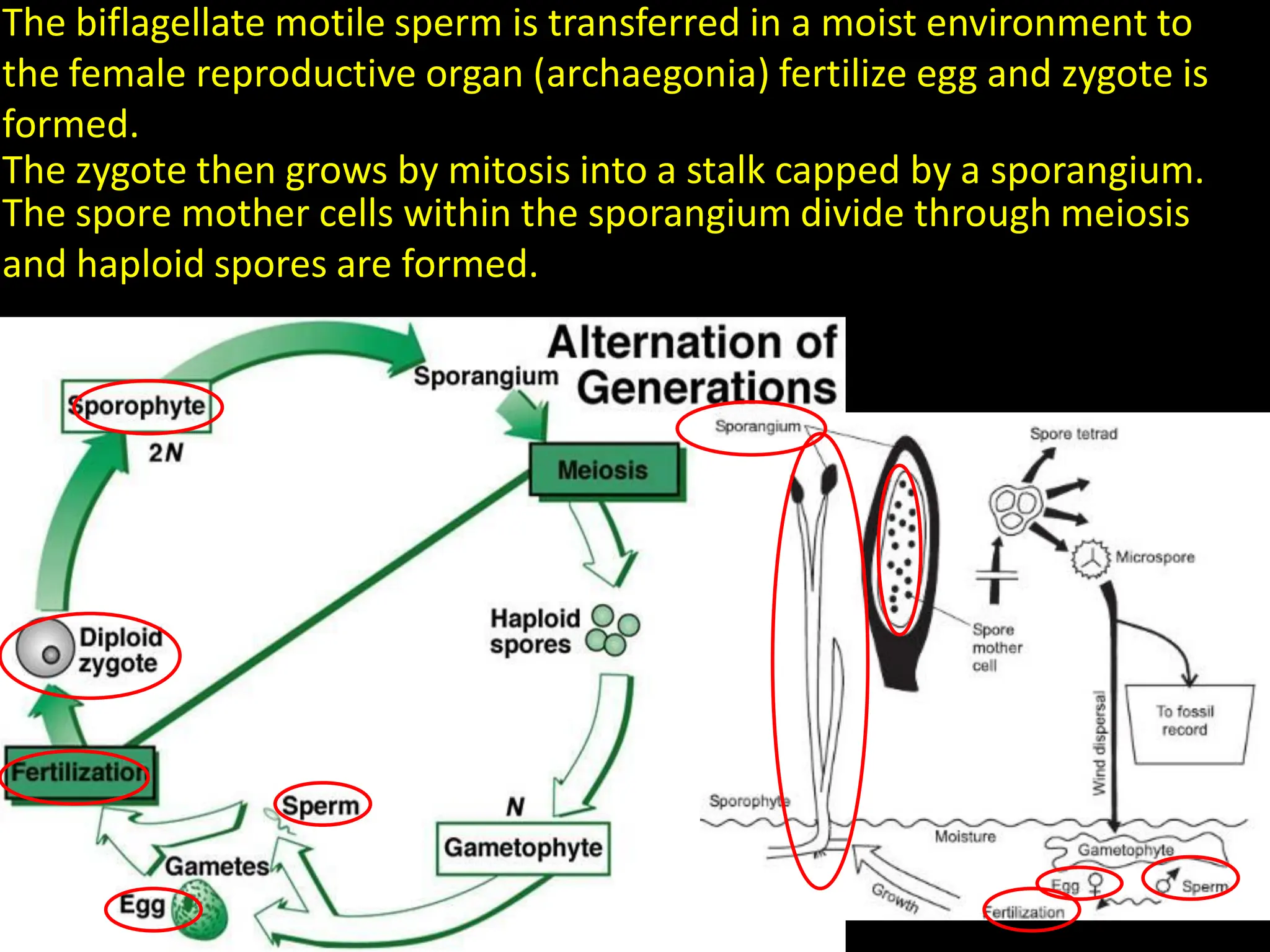 The biflagellate motile sperm is transferred in a moist environment to
the female reproductive organ (archaegonia) fertilize egg and zygote is
formed.
The zygote then grows by mitosis into a stalk capped by a sporangium.
The spore mother cells within the sporangium divide through meiosis
and haploid spores are formed.
 