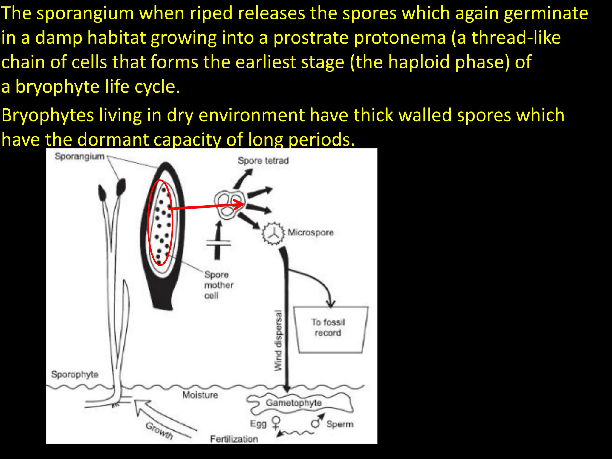 The sporangium when riped releases the spores which again germinate
in a damp habitat growing into a prostrate protonema (a thread-like
chain of cells that forms the earliest stage (the haploid phase) of
a bryophyte life cycle.
Bryophytes living in dry environment have thick walled spores which
have the dormant capacity of long periods.
 
