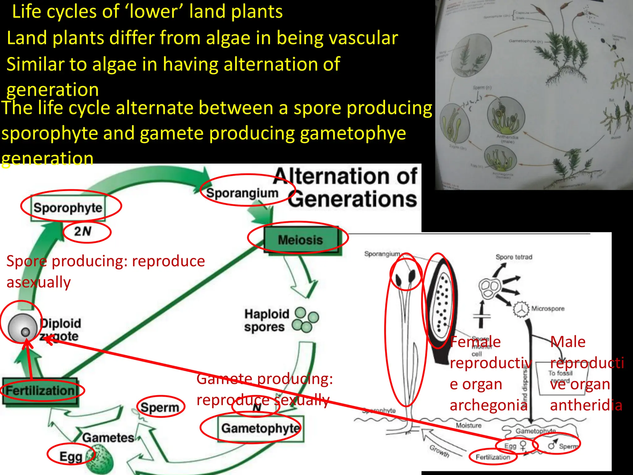 Life cycles of ‘lower’ land plants
Land plants differ from algae in being vascular
The life cycle alternate between a spore producing
sporophyte and gamete producing gametophye
generation
Spore producing: reproduce
asexually
Gamete producing:
reproduce sexually
Male
reproducti
ve organ
antheridia
Female
reproductiv
e organ
archegonia
Similar to algae in having alternation of
generation
 