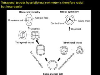 Tetragonal tetrads have bilateral symmetry is therefore radial
but heteropolar
 