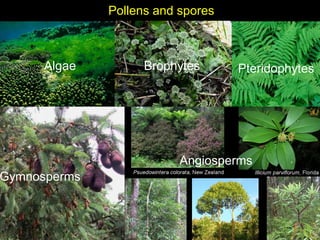 Pollens and spores
Algae Brophytes Pteridophytes
Gymnosperms
Angiosperms
 