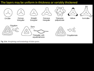 The layers may be uniform in thickness or variably thickened
 