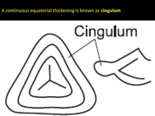 A continuous equatorial thickening is known as cingulum
 