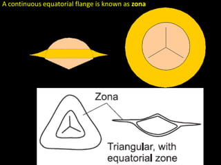 A continuous equatorial flange is known as zona
 