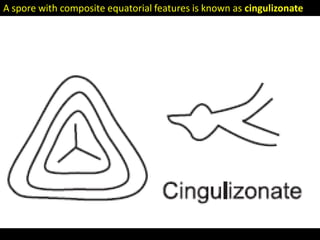 A spore with composite equatorial features is known as cingulizonate
 