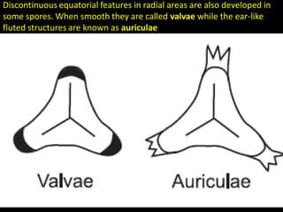 Discontinuous equatorial features in radial areas are also developed in
some spores. When smooth they are called valvae while the ear-like
fluted structures are known as auriculae
 