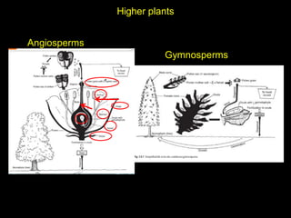 Higher plants
Angiosperms
Gymnosperms
 