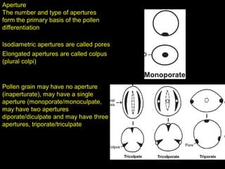 Aperture
The number and type of apertures
form the primary basis of the pollen
differentiation
Isodiametric apertures are called pores
Elongated apertures are called colpus
(plural colpi)
Pollen grain may have no aperture
(inaperturate), may have a single
aperture (monoporate/monoculpate,
may have two apertures
diporate/diculpate and may have three
apertures, triporate/triculpate
 
