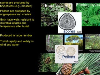 Angiosperms
spores
Pollens
Both have walls resistant to
microbial attacks and
temperature after burial
spores are produced by
bryophytes (e.g., mosses)
Pollens are produced by
angiosperms and confers
Produced in large number
Travel rapidly and widely in
wind and water
Brophytes Pteridophytes
 