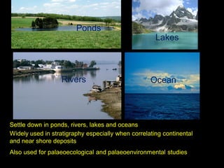 Lakes
Ponds
Rivers Ocean
Settle down in ponds, rivers, lakes and oceans
Widely used in stratigraphy especially when correlating continental
and near shore deposits
Also used for palaeoecological and palaeoenvironmental studies
 