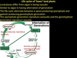Life cycles of ‘lower’ land plants
Land plants differ from algae in being vascular
The life cycle alternate between a spore producing sporophyte and
gamete producing gametophyte generation
Spore producing: reproduce
asexually
Gamete producing:
reproduce sexually
Similar to algae in having alternation of generation
The sporophyte generation reproduce asexually and the gametophyte
generation reproduce sexually
 