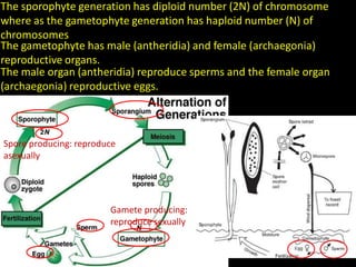 Spore producing: reproduce
asexually
Gamete producing:
reproduce sexually
The sporophyte generation has diploid number (2N) of chromosome
where as the gametophyte generation has haploid number (N) of
chromosomes
The gametophyte has male (antheridia) and female (archaegonia)
reproductive organs.
The male organ (antheridia) reproduce sperms and the female organ
(archaegonia) reproductive eggs.
 