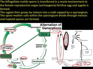 The biflagellate motile sperm is transferred in a moist environment to
the female reproductive organ (archaegonia) fertilize egg and zygote is
formed.
The zygote then grows by mitosis into a stalk capped by a sporangium.
The spore mother cells within the sporangium divide through meiosis
and haploid spores are formed.
 