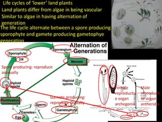 Life cycles of ‘lower’ land plants
Land plants differ from algae in being vascular
The life cycle alternate between a spore producing
sporophyte and gamete producing gametophye
generation
Spore producing: reproduce
asexually
Gamete producing:
reproduce sexually
Male
reproducti
ve organ
antheridia
Female
reproductiv
e organ
archegonia
Similar to algae in having alternation of
generation
 