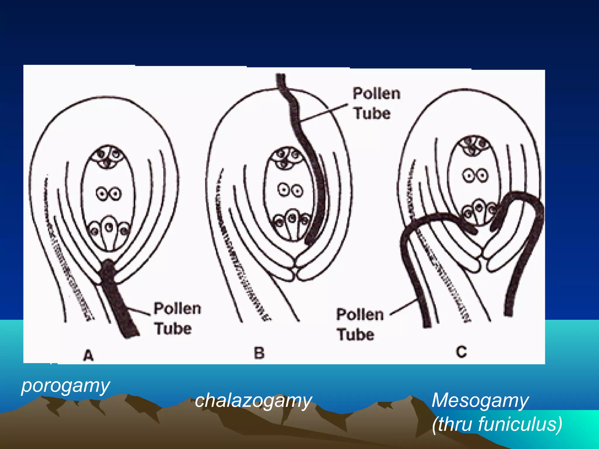 Pollen stigma interaction | PPT
