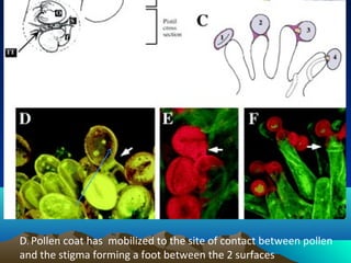 D. Pollen coat has mobilized to the site of contact between pollen
and the stigma forming a foot between the 2 surfaces
 